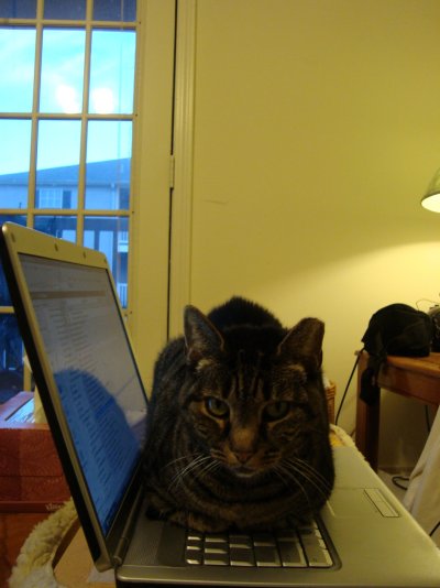 Princess the Laptop Cat 002.jpg