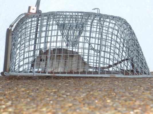Rat chewed the solar water heater wire.JPG