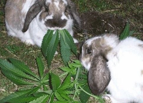 Bunnies eating marijuana leaves.jpg