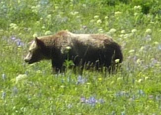 Yellowstone bear.jpg