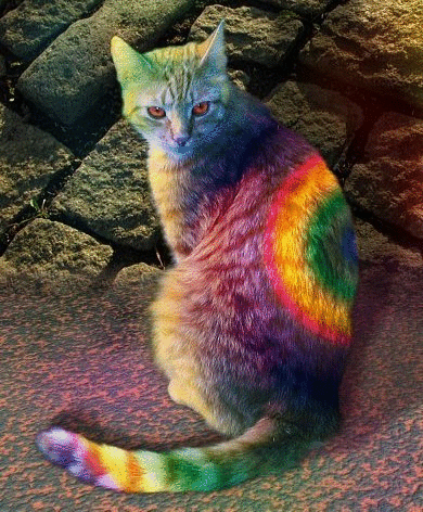 hippie cat.gif