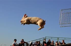 flying porky.jpg