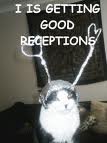 I Is Getting Good Receptions tinfoil cat.jpg