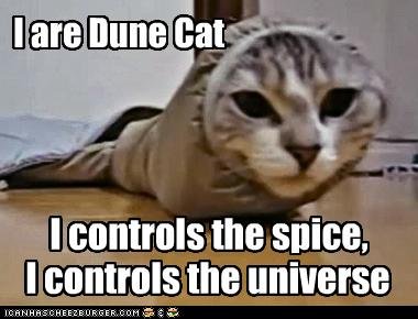 dune cat.jpg