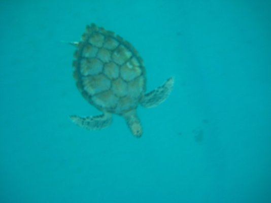turtle.jpg