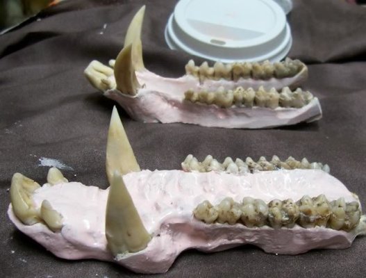Jawbones.jpg