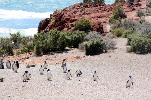 0215 Penguins Coming from Sea Punta Tombo.jpg