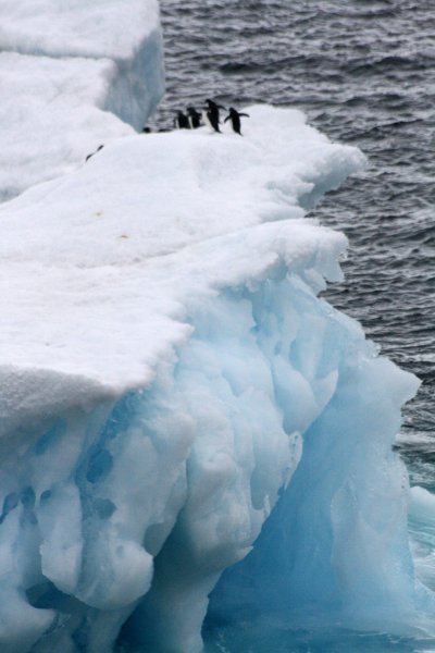 0400 Penguins on Iceberg.jpg