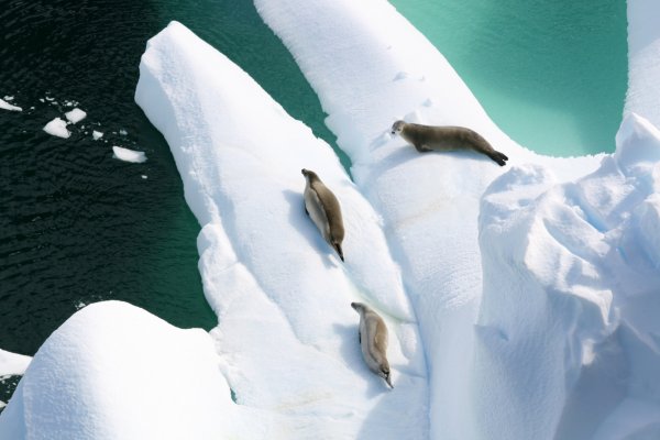 0470 Seals on Iceberg.jpg