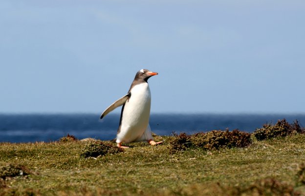 0245 Gentoo Penguin Falkland Islands.jpg