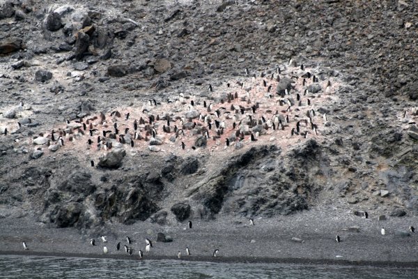 0340 Penguin colony Esperanza Bay.jpg