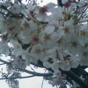 cherry blossoms 1
