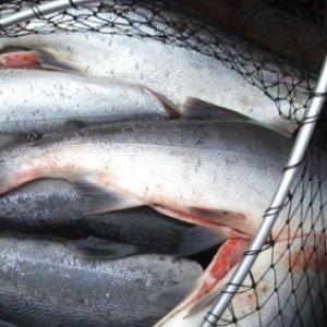 One days catch on the Kenai River fishing for Sockeye Salmon.