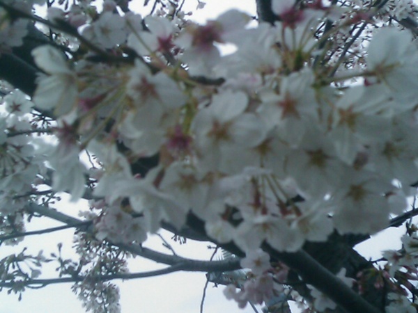 cherry blossoms 1