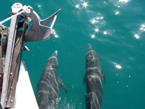 Dolphins, playing in our bow wave in Hawk Channel.