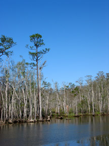 ICW Apalachacola. This is marked as impenetrable swamp on the charts.