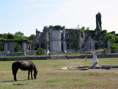Wild horses at the ruins of the Dungeness Mansion at Cumberland Island, Georgia.