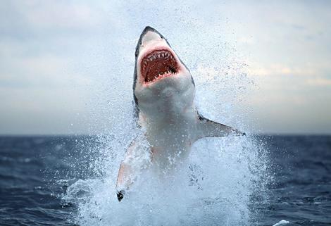 jumping-great-white-shark.jpg