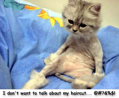 cat+Haircut.jpg