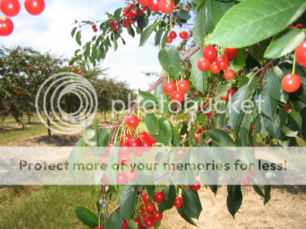 CherryTrees.jpg