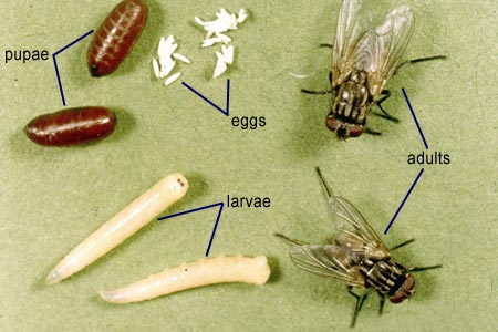 flies-house-fly-life-cycle-pest-cemetery1.jpg