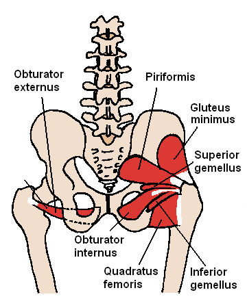 Posterior_Hip_Muscles_1.PNG