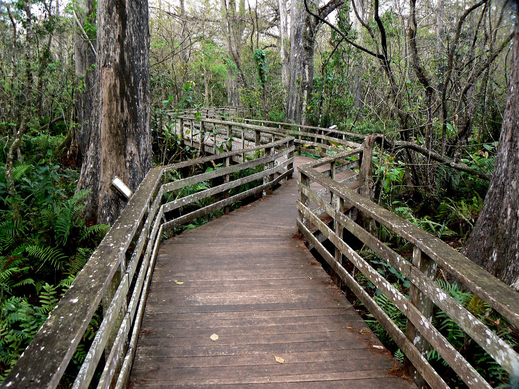 Corkscrew-Swamp-Sanctuary1.jpg