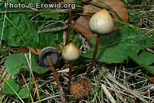 mushrooms_summary1.jpg