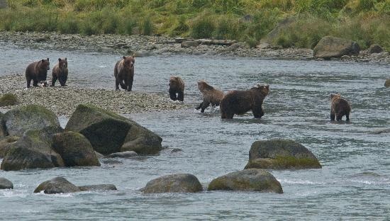 chilkat-river-bears-photo.jpg