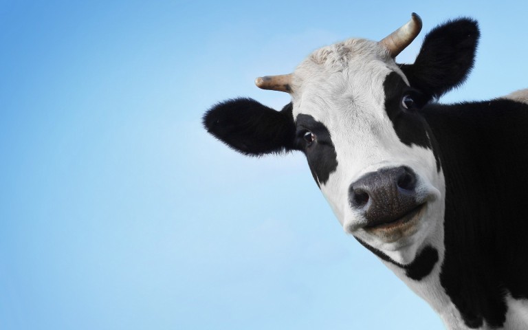 Cow-With-Closeup-Face-Funny-Wallpaper.jpg