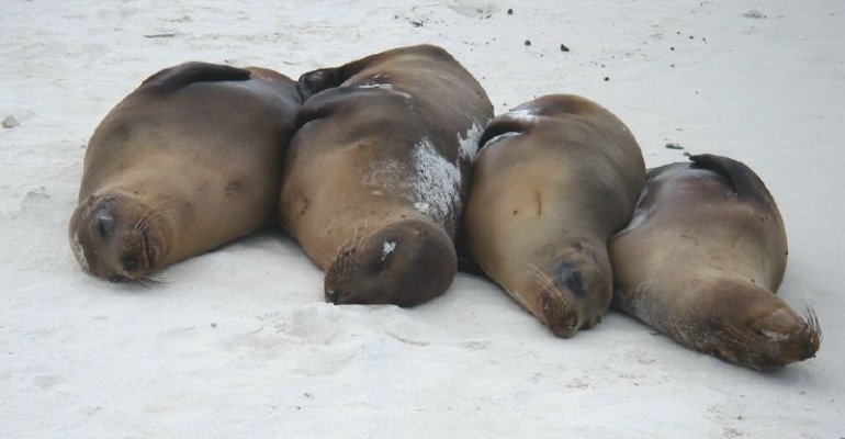 Seals-3ab.jpg