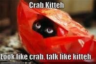 crab kitteh.jpg