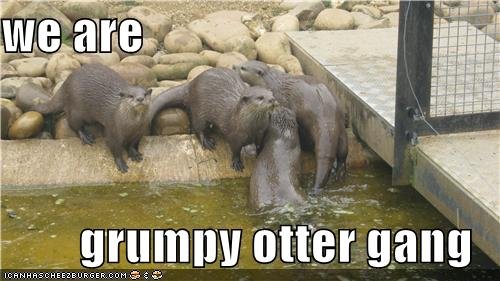 grumpy otter.jpg