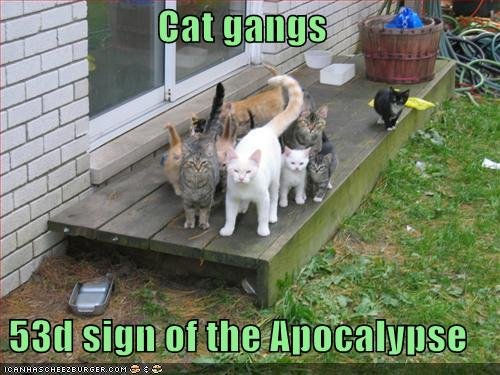cat gangs.jpg