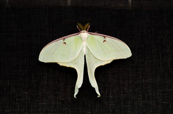 Butterfly-2.jpg