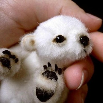 baby polar bear.jpg
