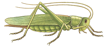 grasshopper-info0.gif