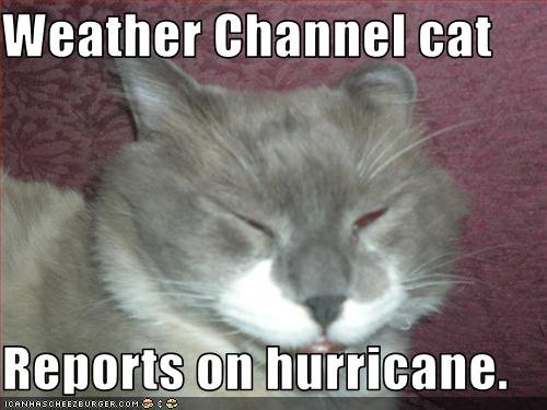 weather channel cat.jpg
