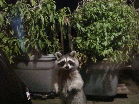 Raccoon visitor 007.jpg