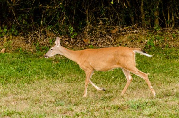backyard_deer-3.jpg