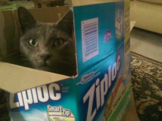 Box Kitty.jpg