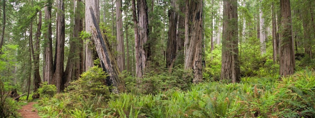 Redwoods-Brown-Creek-Trail-panorama.jpg