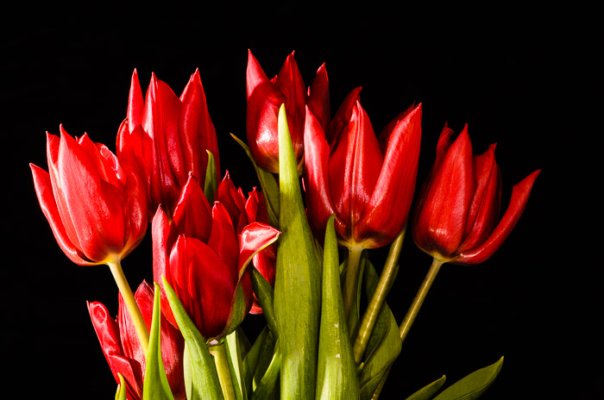 Tulips-23.jpg