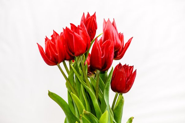 Tulips-70.jpg