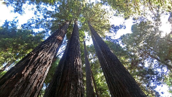 Redwood Regional Park.jpg