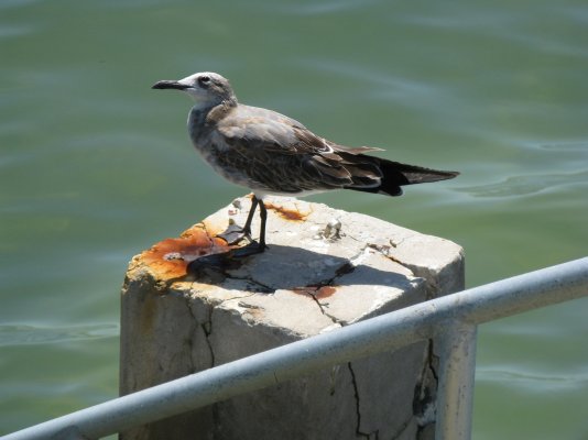 Key West Seagull.jpg