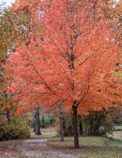 fall tree.jpg