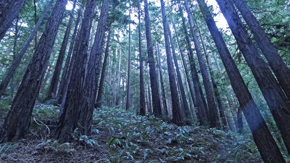Redwood 7.jpg