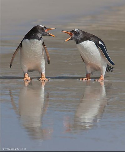 Penguins arguing.JPG