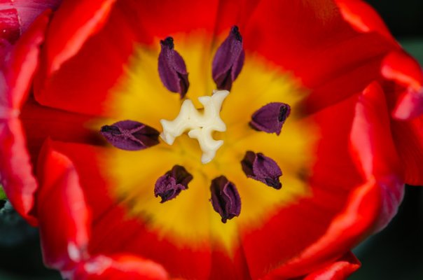 Tulips-1.jpg